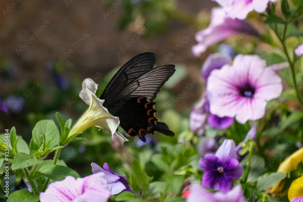 Fototapeta premium butterfly in a flower