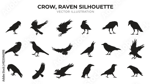 crow, raven silhouette