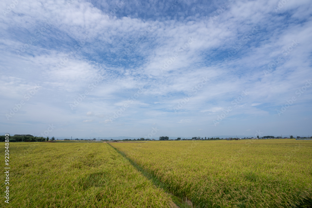 Fototapeta premium 秋空に水平線まで広がる八郎潟干拓地での稲作