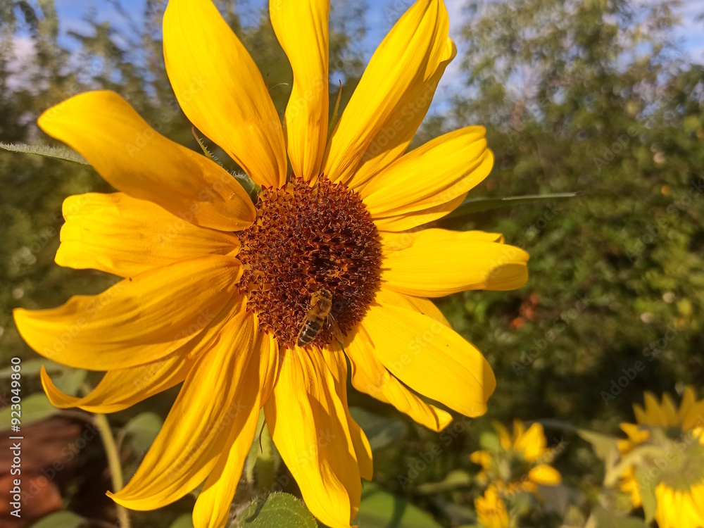 Fototapeta premium A honey bee collects nectar from a large, bright sunflower