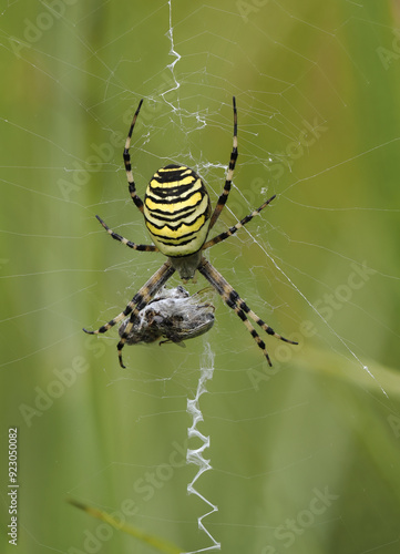 Wespenspinne (Argiope bruennichi)