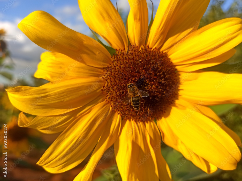 Naklejka premium A honey bee collects nectar from a large, bright sunflower