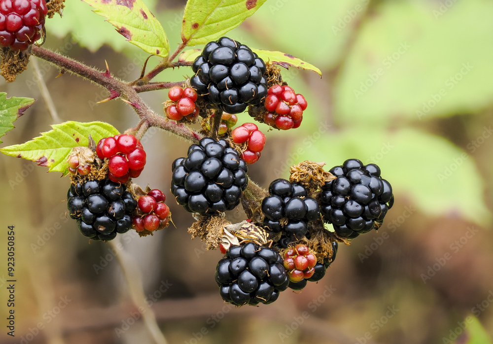Brombeeren Brombeeren