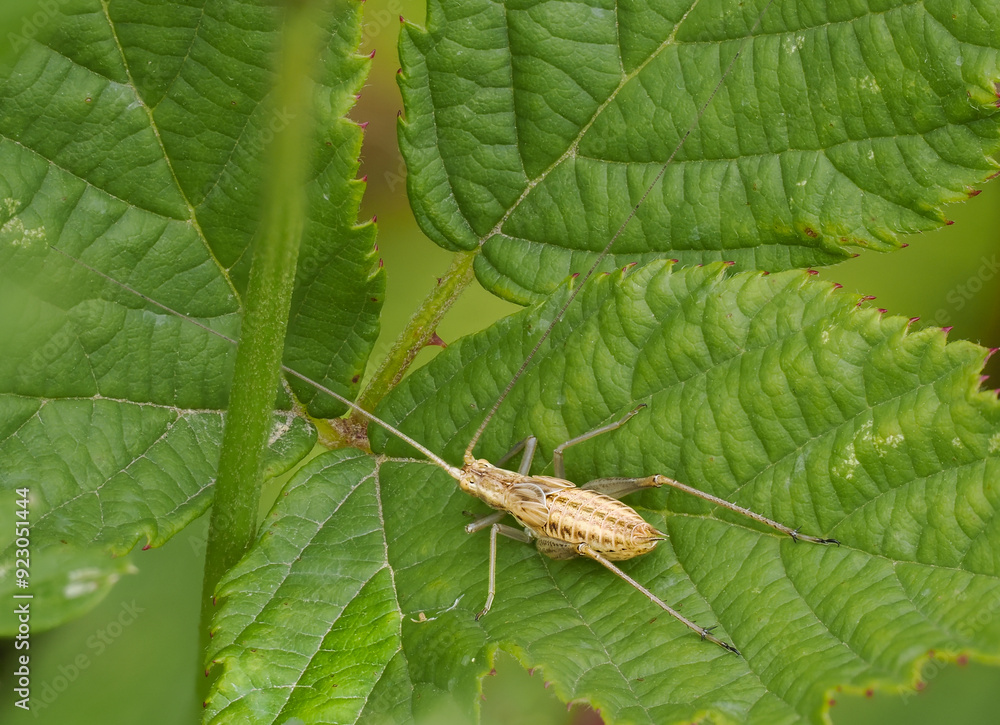Weinhähnchen (Oecanthus pellucens) Weinhähnchen (Oecanthus pellucens)