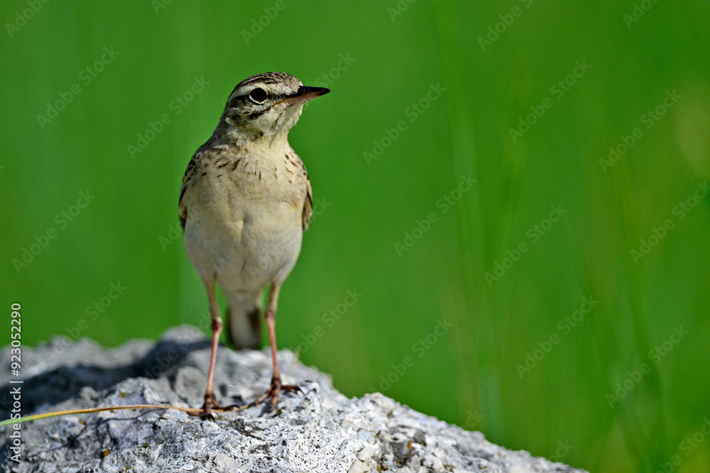 Fototapeta premium Brachpieper // Tawny Pipit (Anthus campestris) 