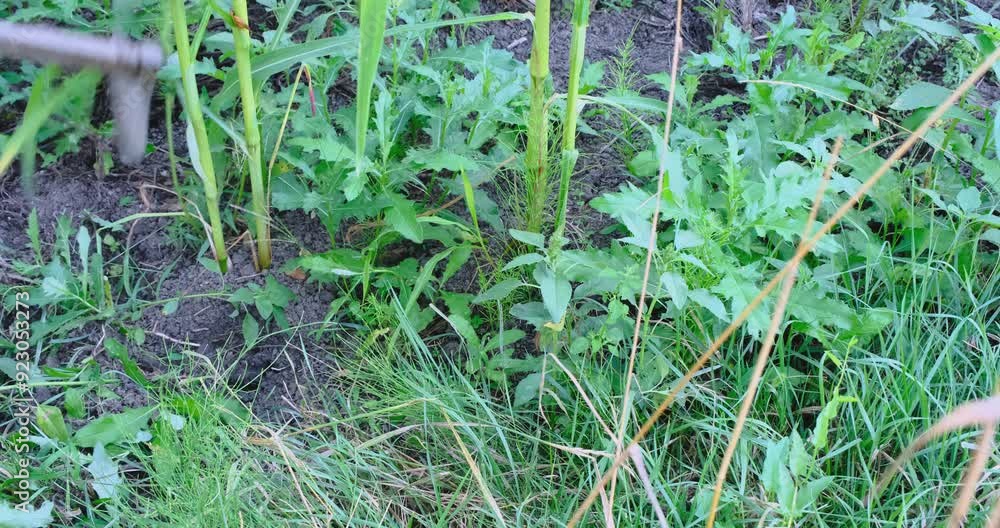 an old farmer digs the ground next to the corn an old farmer digs the ground next to the corn