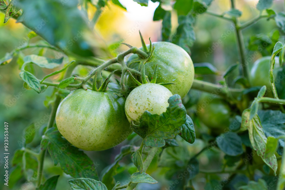 Obraz premium tomato on a tree