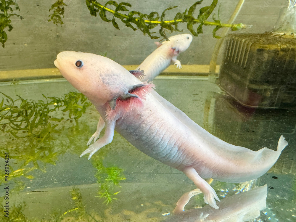 Obraz premium 2匹のウーパールーパー