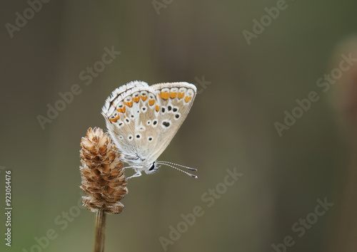 Kleiner Sonnenröschen-Bläuling (Aricia agestis), auch Dunkelbrauner Bläuling oder Heidenwiesenbräunling photo