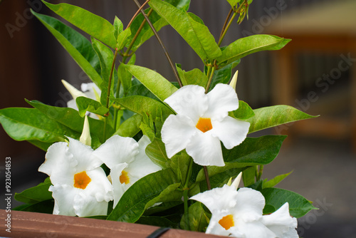 фотографія 白と黄色が対照的なマンデビラの花