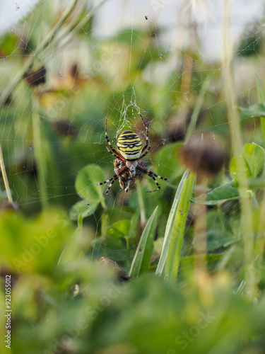 Wespenspinne (Argiope bruennichi) photo