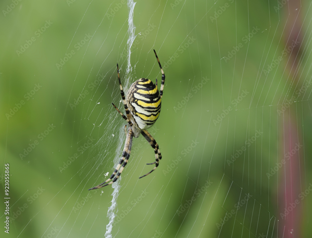 Wespenspinne (Argiope bruennichi) Wespenspinne (Argiope bruennichi)