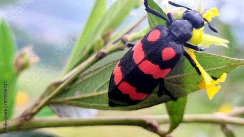 Hycleus known as blister beetles rests on the green leaf. It has a characteristic black body with a red or orange pattern. photo