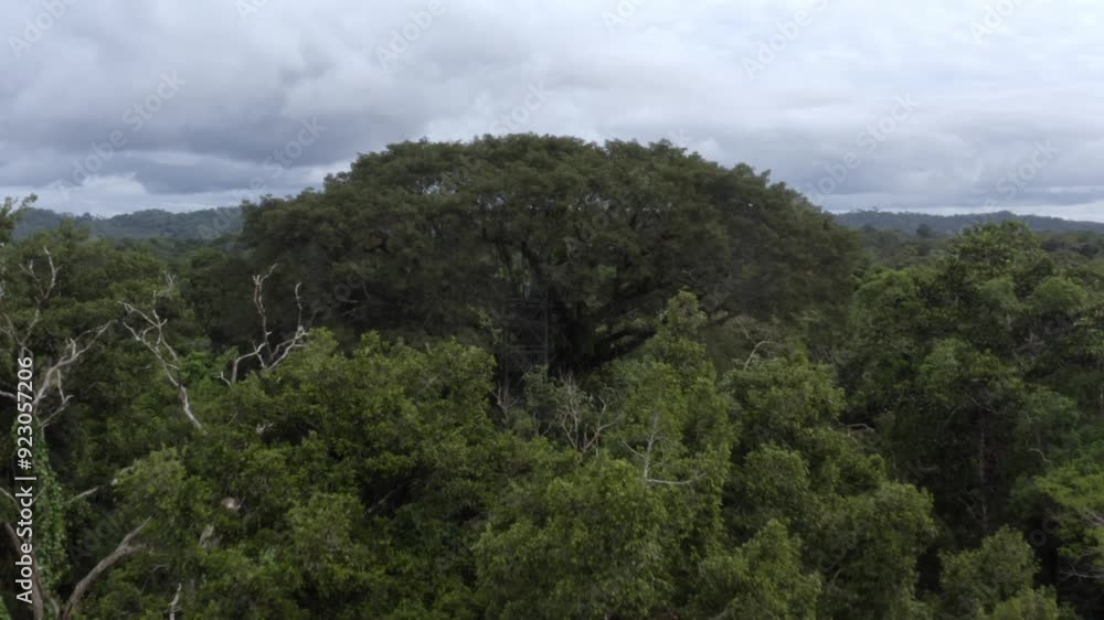 Observation platform on the highest tree in the amazon rainforest, ideal to search for animals like birds monkeys or sloth Observation platform on the highest tree in the amazon rainforest, ideal to search for animals like birds monkeys or sloth