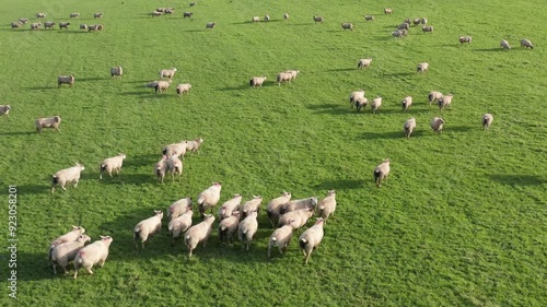 Aerial tracking shot following a flock of sheep as they slowly move through a lush green countryside in Ireland