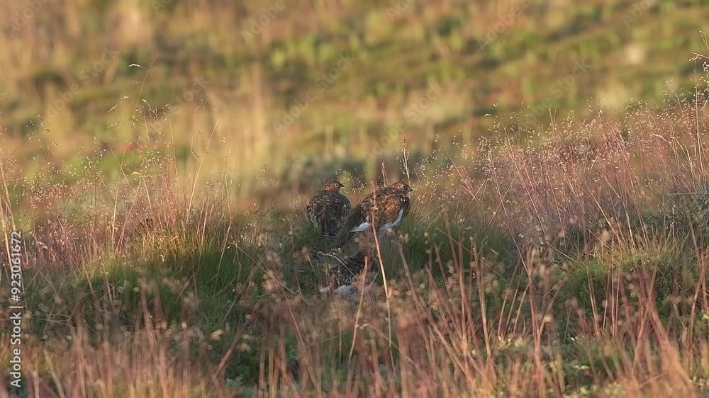 Willow Ptarmigan in the norwegian tundra. Finnmark Willow Ptarmigan in the norwegian tundra. Finnmark
