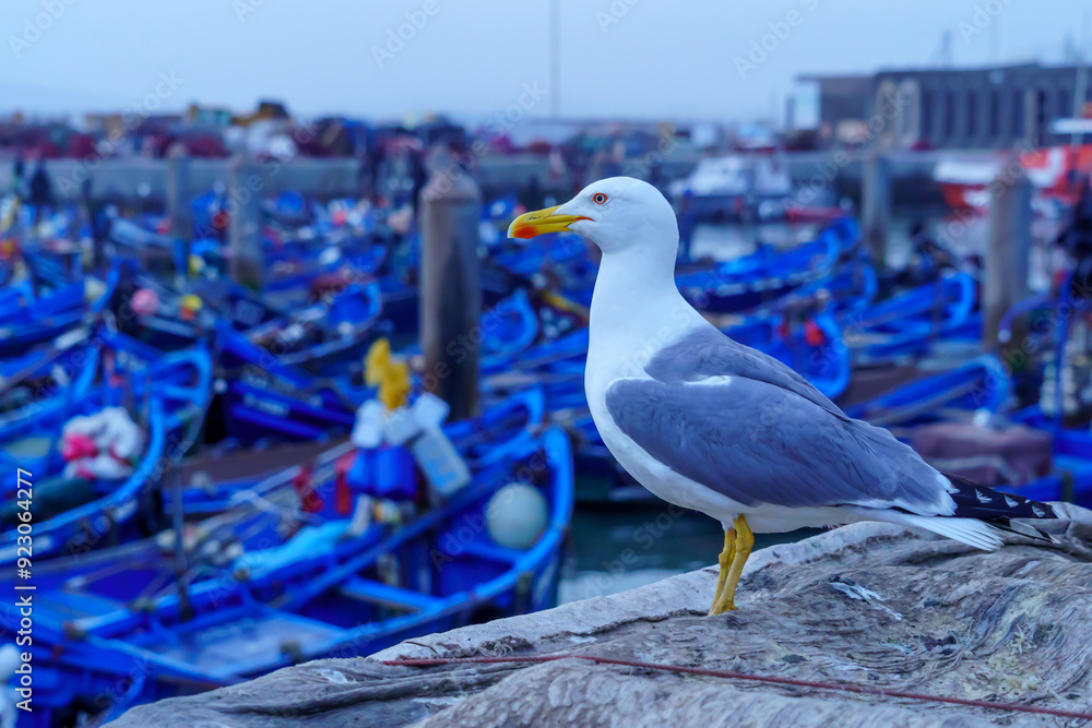 Seagull, with the fishing boats of Essaouira