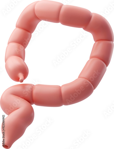 3d Vector Organs of gastrointestinal tract, Small intestine, Internal organs concept.