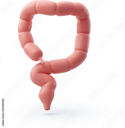 3d Vector Organs of gastrointestinal tract, Small intestine, Internal organs concept.