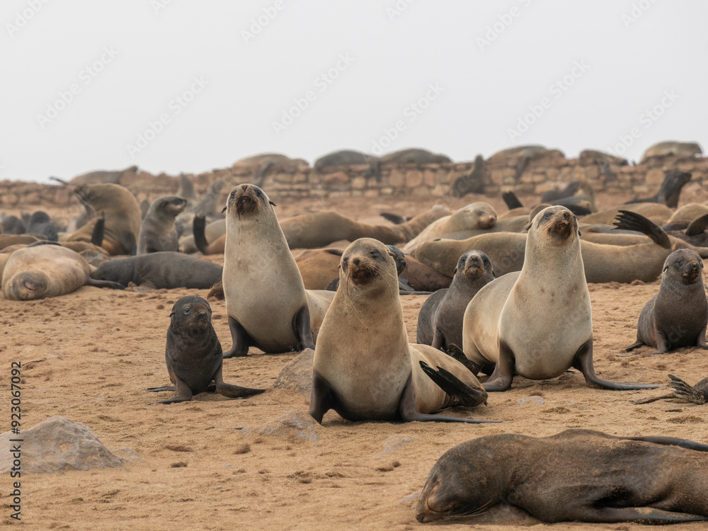 Fototapeta premium Südafrikanische Seebären&nbsp;(Arctocephalus pusillus)