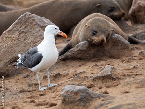 Südafrikanischer Seebär (Arctocephalus pusillus), Dominikanermöwe (Larus dominicanus) photo