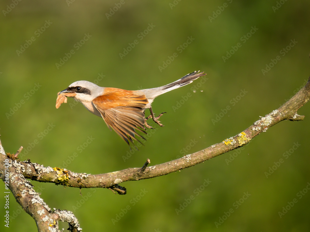 Fototapeta premium Neuntöter (Lanius collurio)