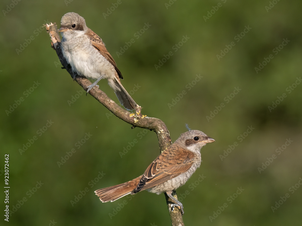 Naklejka premium Neuntöter (Lanius collurio)