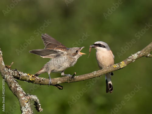 Neuntöter (Lanius collurio) photo