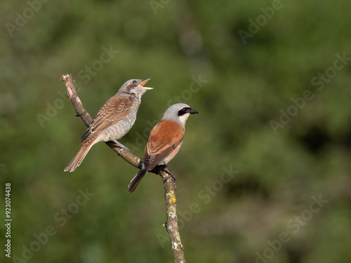 Neuntöter (Lanius collurio) photo