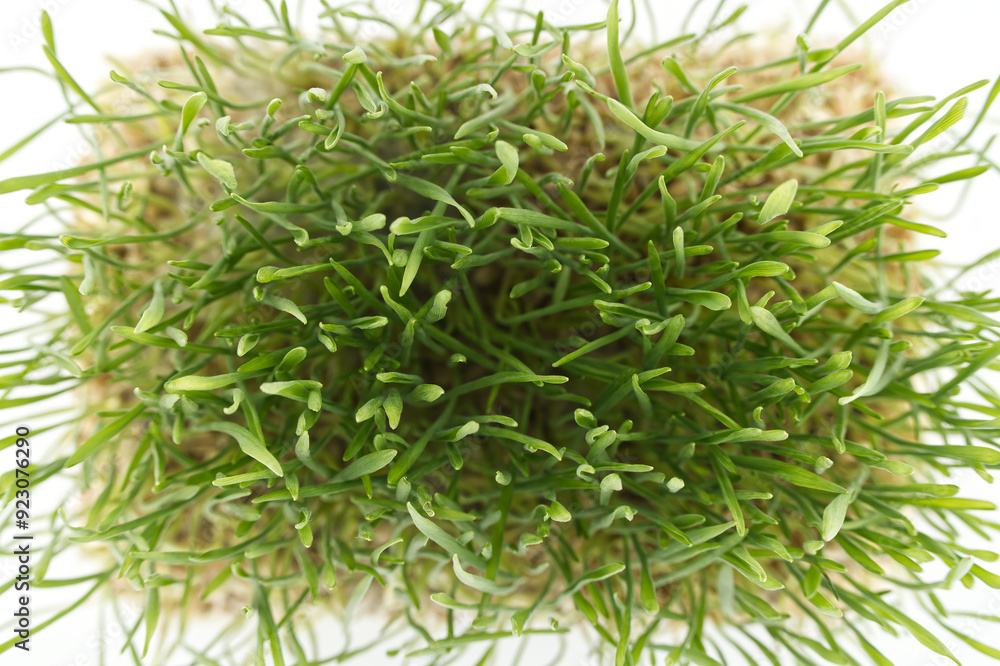 Top view of green wheatgrass stalks over white Top view of green wheatgrass stalks over white