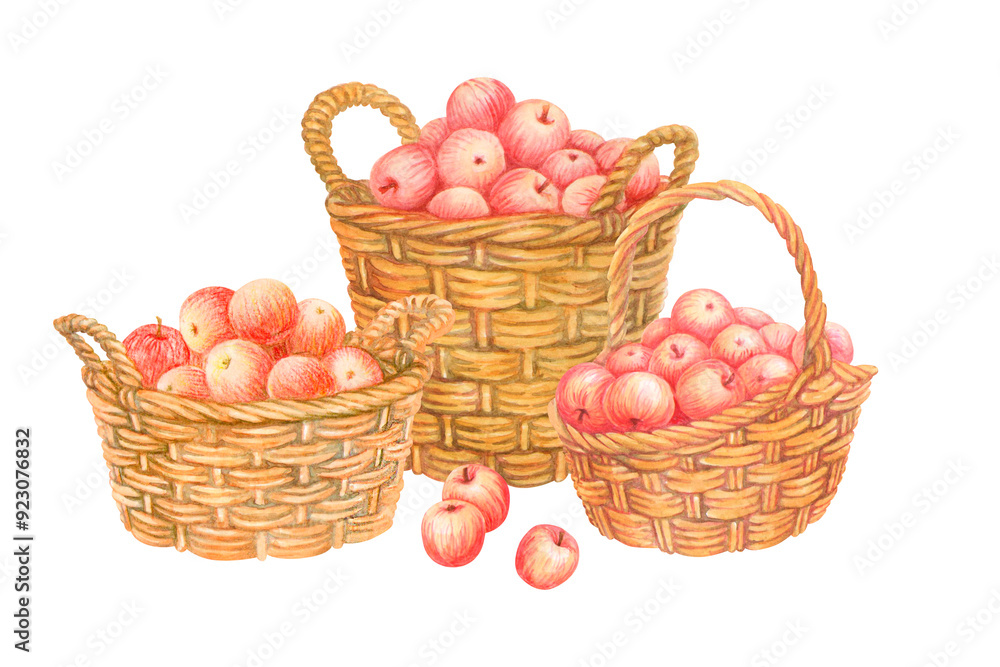 Isolated composition of baskets full of red apples with few scattered fruits in foreground. Hand drawn wicker panniers with crop. Watercolor vintage illustration from APPLE HARVEST collection Isolated composition of baskets full of red apples with few scattered fruits in foreground. Hand drawn wicker panniers with crop. Watercolor vintage illustration from APPLE HARVEST collection