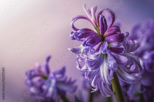 Romantic and delicate spring flower Hyacinth in bloom