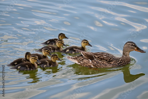 ducks on the water