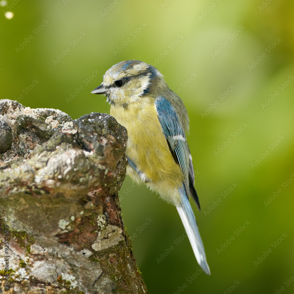 Fototapeta premium Bird, eating and park in nature on log for relax in natural environmental habitat, sustainability and wildlife. Eurasian blue tit, animal and branch in outdoor garden with green background in Europe.
