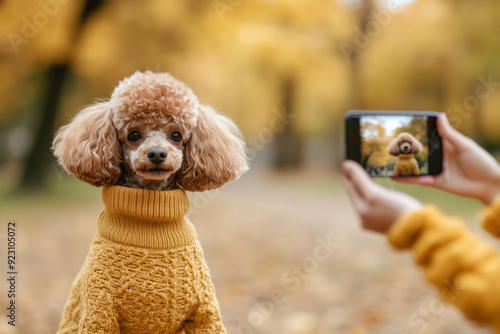 A brown poodle in dog clothes looks expectantly at its owner, who takes a picture on his smartphone during a walk in the autumn park. photo