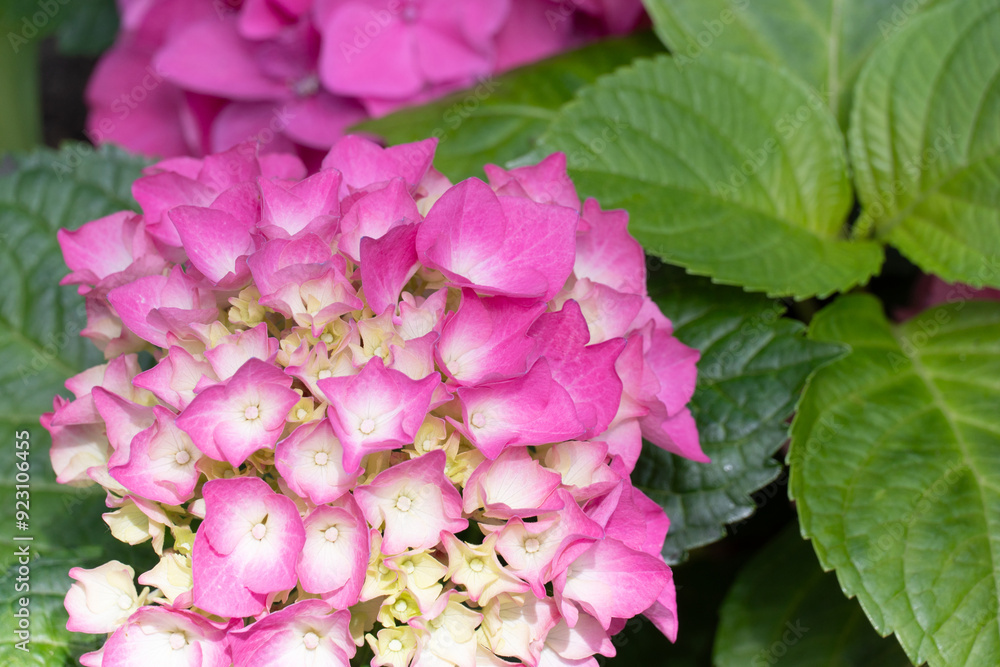 vivid pink hydrangea flower with green leave in the garden vivid pink hydrangea flower with green leave in the garden