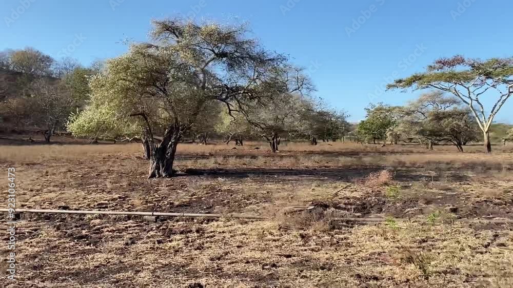 trees in the middle of the savanna trees in the middle of the savanna