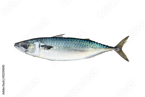 サバ（mackerel）