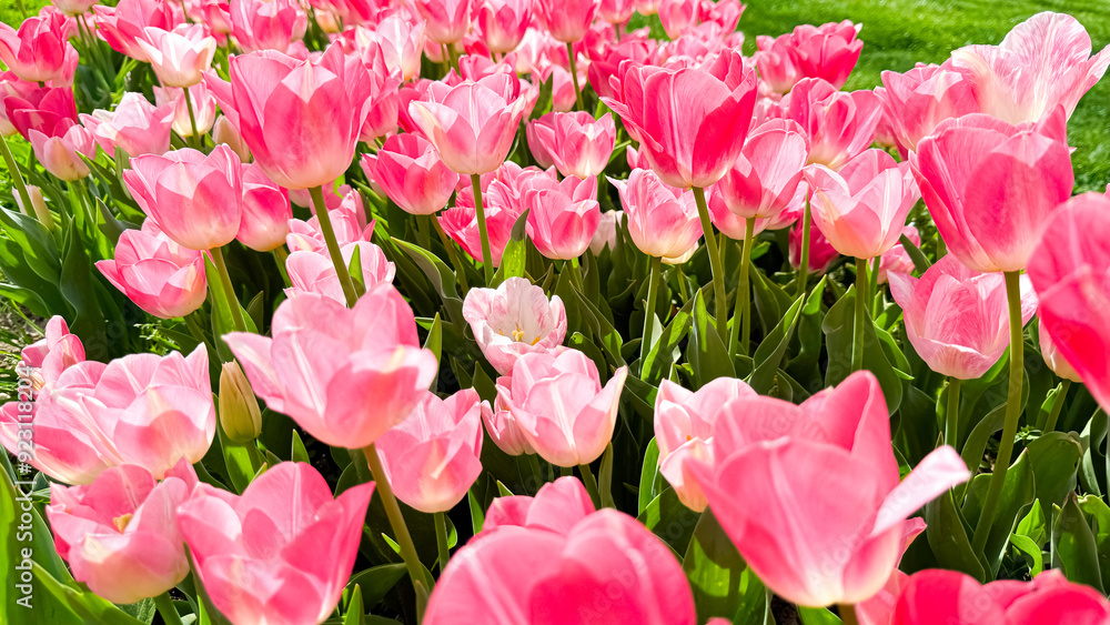 Vivid pink tulips blooming in spring garden, close up view with sunlit petals and fresh green leaves. Love and summer season concept. Vivid pink tulips blooming in spring garden, close up view with sunlit petals and fresh green leaves. Love and summer season concept.