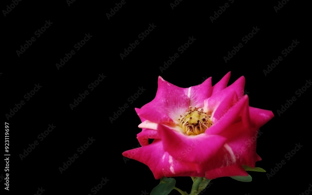 Pink rose flower background with black empty space for greeting text.