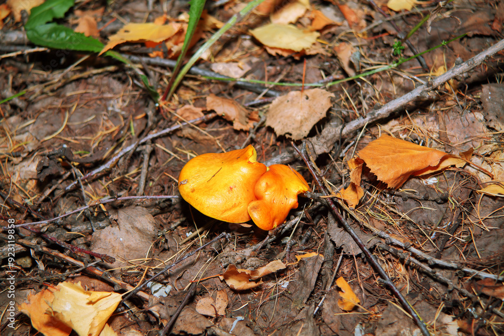 Pilze wachsen im Wald.Steinpilz.Birkenpilz.Hallimasche.Fuchs.Trüffel.Butterpilz. Austernpilz (Pleurotus ostreatus).Nahaufnahme Makro.Gesunde Lebensmittel und Medikamente werden verwendet.Postkarte. Pilze wachsen im Wald.Steinpilz.Birkenpilz.Hallimasche.Fuchs.Trüffel.Butterpilz. Austernpilz (Pleurotus ostreatus).Nahaufnahme Makro.Gesunde Lebensmittel und Medikamente werden verwendet.Postkarte.