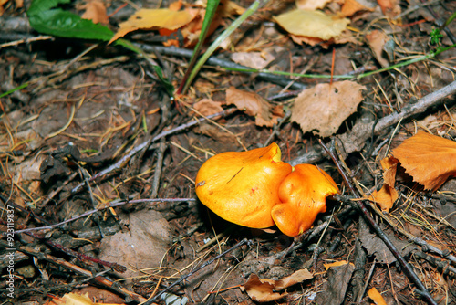 Pilze wachsen im Wald.Steinpilz.Birkenpilz.Hallimasche.Fuchs.Trüffel.Butterpilz. Austernpilz (Pleurotus ostreatus).Nahaufnahme Makro.Gesunde Lebensmittel und Medikamente werden verwendet.Postkarte. photo