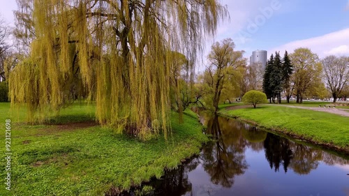 Weeping Willow Tree By The Pond At Victory Park In Riga, Latvia. ascending drone shot photo