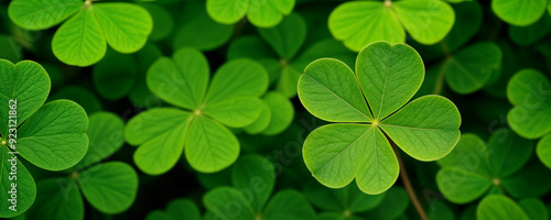 Green shamrock natural background. Selective focus on a central leave