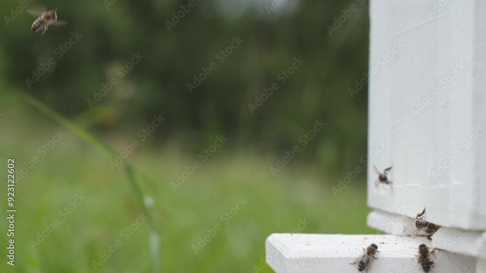 Busy Bees Returning to the Hive (close up) Busy Bees Returning to the Hive (close up)