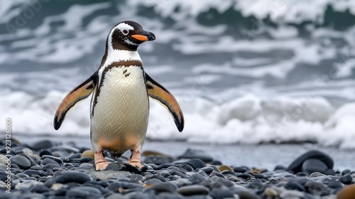 A Humboldt Penguin walking along the rocky beach, with the ocean in the distance, showcasing its adaptability to the environment.