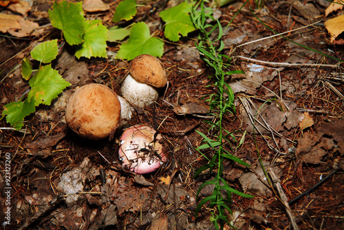 Pilze wachsen im Wald.Steinpilz.Birkenpilz.Hallimasche.Fuchs.Trüffel.Butterpilz. Austernpilz (Pleurotus ostreatus).Nahaufnahme Makro.Gesunde Lebensmittel und Medikamente werden verwendet.Postkarte. photo