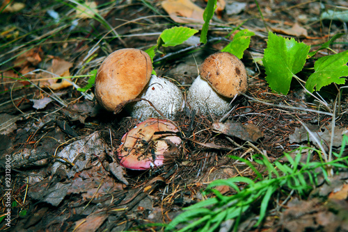 Pilze wachsen im Wald.Steinpilz.Birkenpilz.Hallimasche.Fuchs.Trüffel.Butterpilz. Austernpilz (Pleurotus ostreatus).Nahaufnahme Makro.Gesunde Lebensmittel und Medikamente werden verwendet.Postkarte. photo