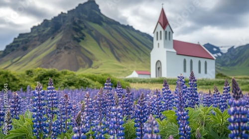 The iconic white church in Vak, South Iceland, surrounded by fields of vibrant lupines, with mountains in the background, capturing a serene moment. photo