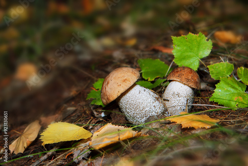 Pilze wachsen im Wald.Steinpilz.Birkenpilz.Hallimasche.Fuchs.Trüffel.Butterpilz. Austernpilz (Pleurotus ostreatus).Nahaufnahme Makro.Gesunde Lebensmittel und Medikamente werden verwendet.Postkarte. photo